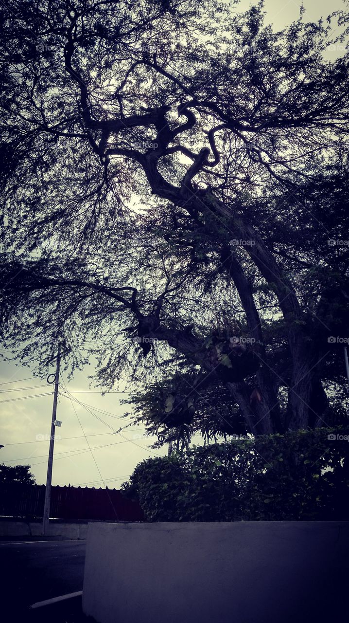 monster tree scare sky