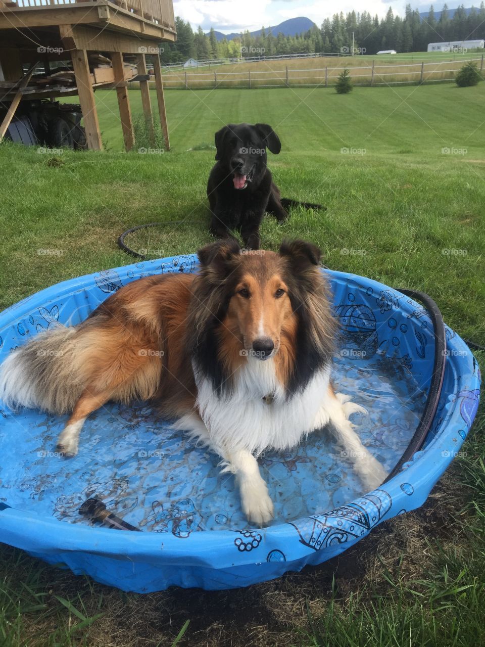 Doggy pool