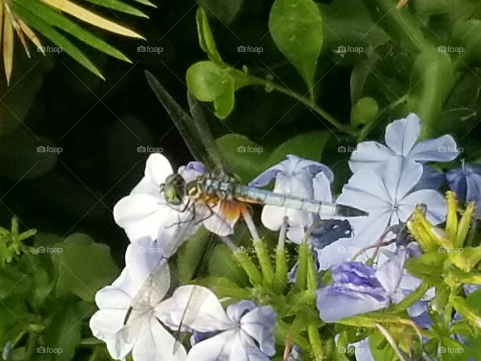 Dragonfly and Flowers