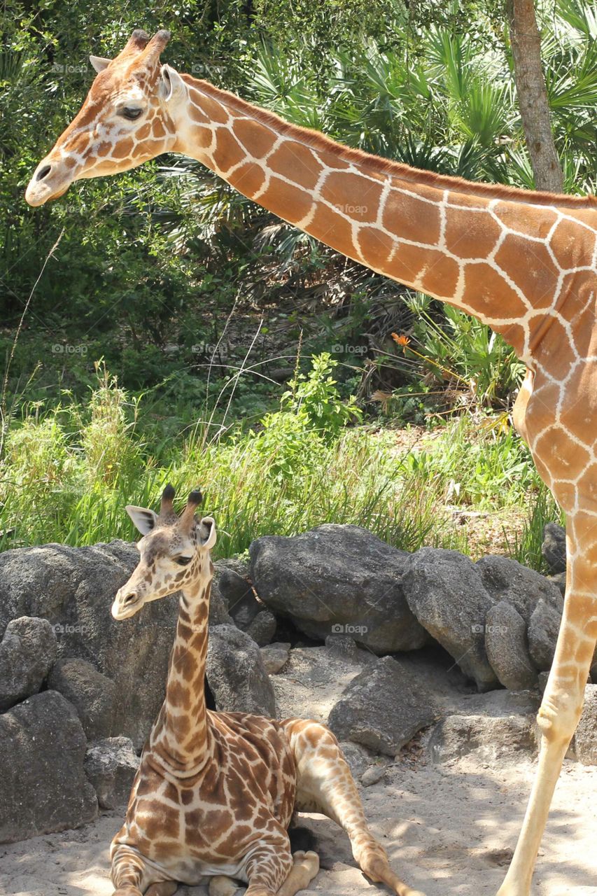 New born baby giraffe with its mother at the zoo. 