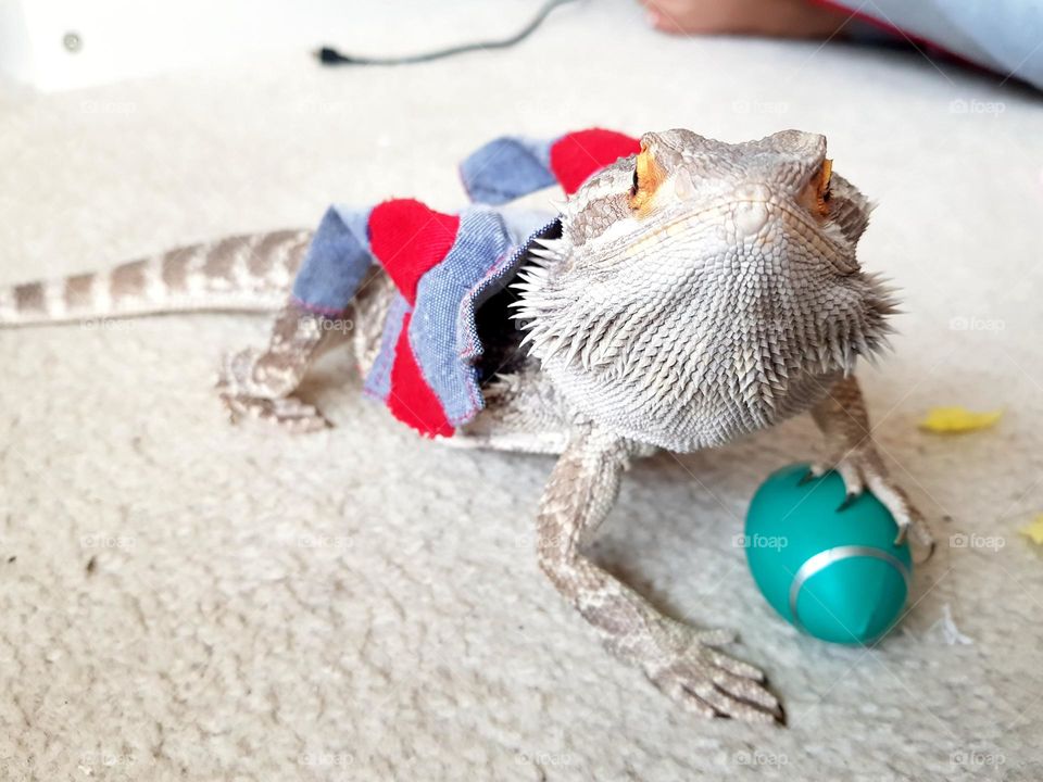 lizard football player