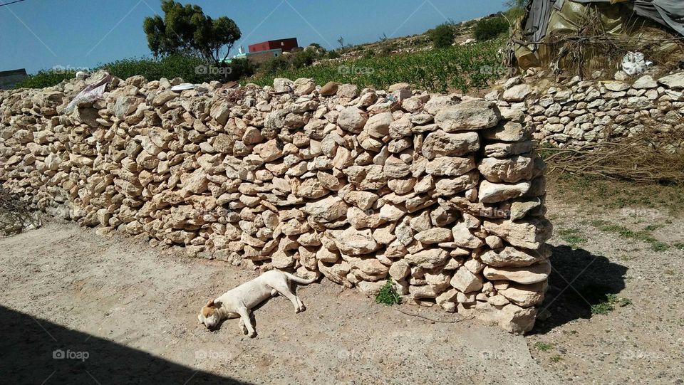 Beautiful dog is sleeping near og a wall