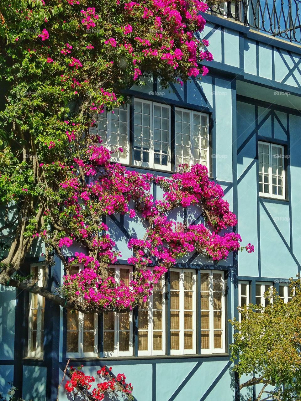 Flowering Climbing Vines. Brilliant Bougainvillia Vines Blossoming On A Home Facade
