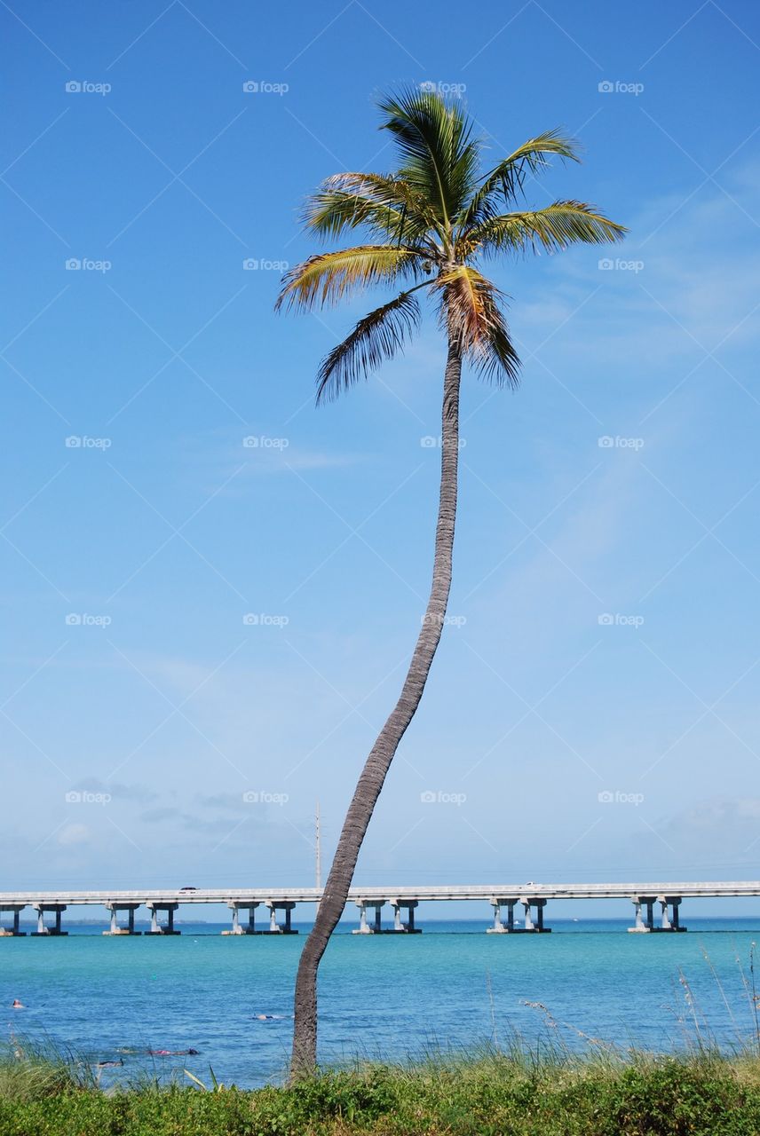 Palm tree at beach