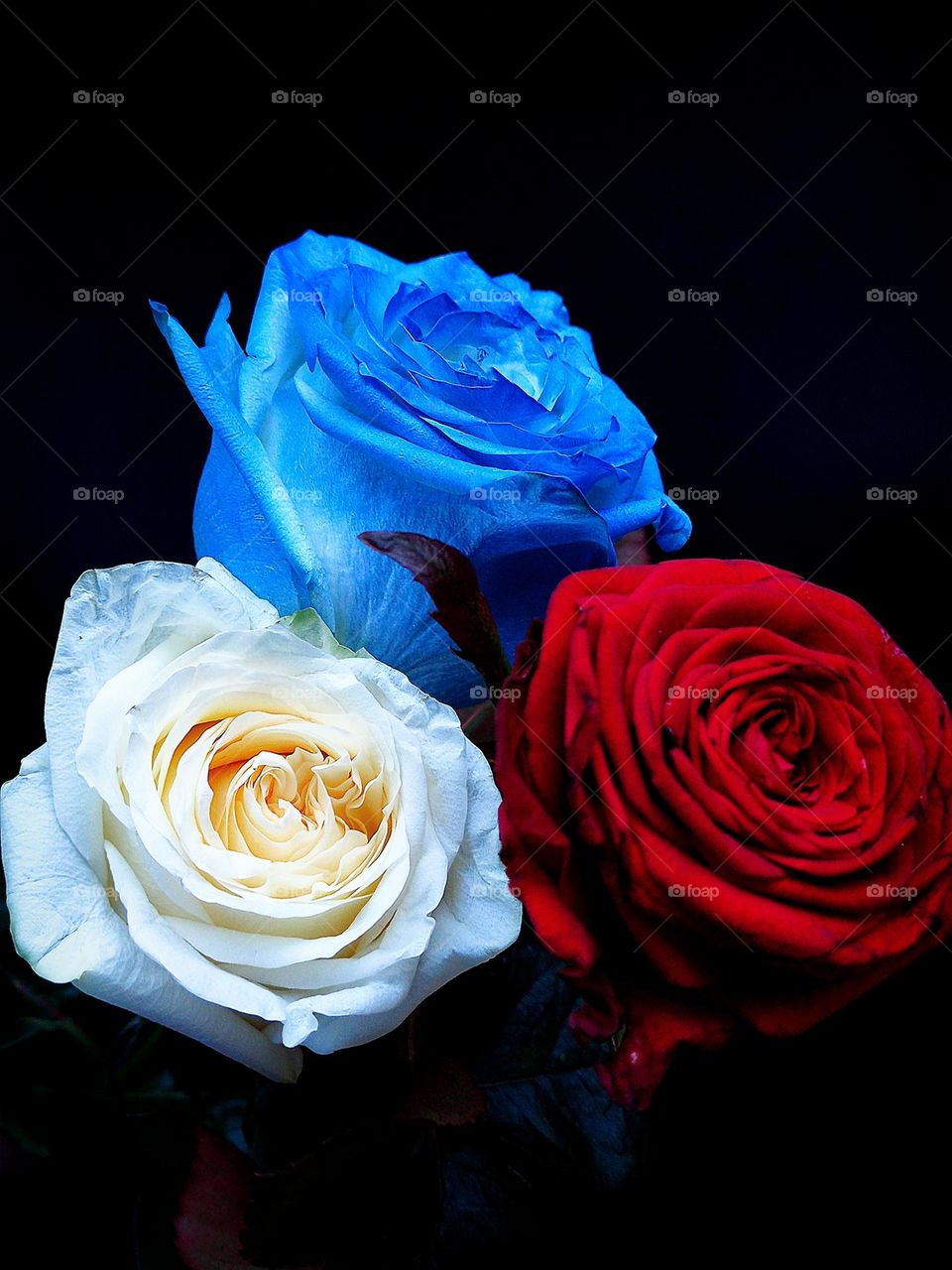 Color contrast.  Three roses: white, burgundy and blue.  The black background encourages contrast and color relationships