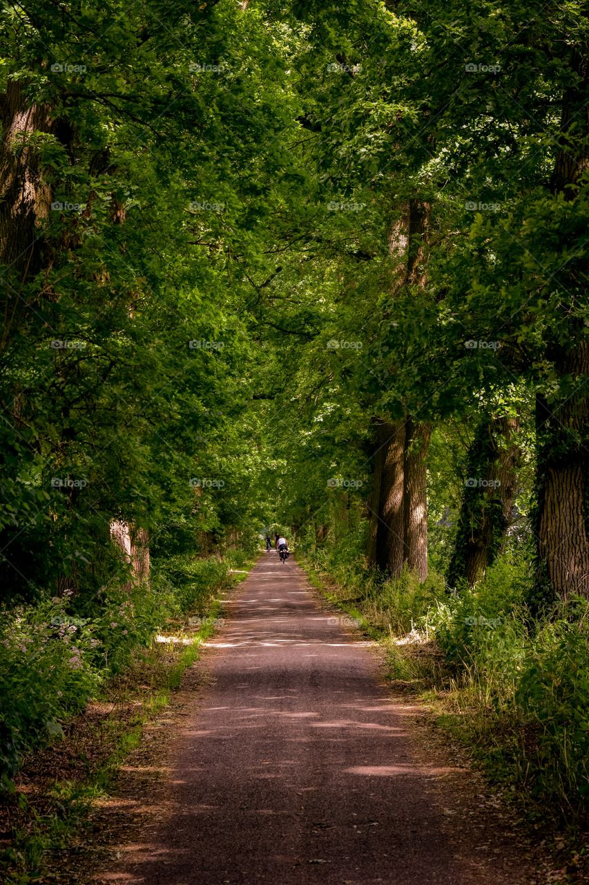 Forest path by a sunny evening