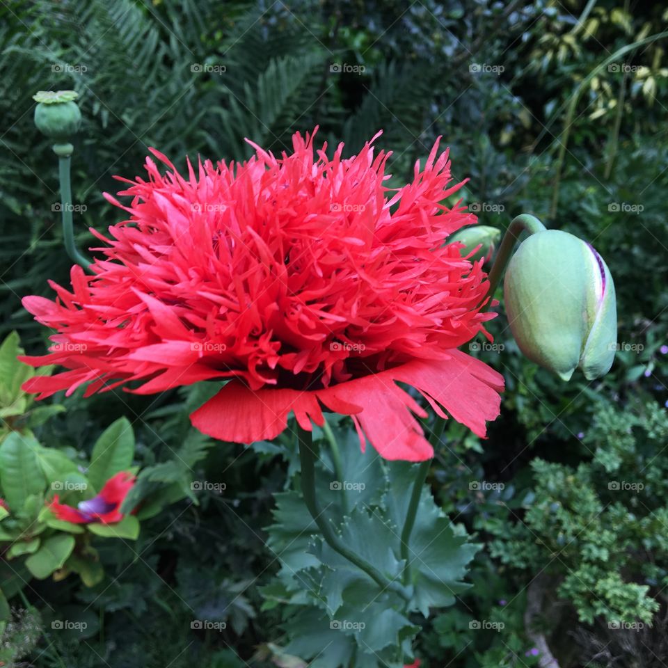 Red Red Wild Poppy a tatty petal variety ... just randomly grew in my garden ...