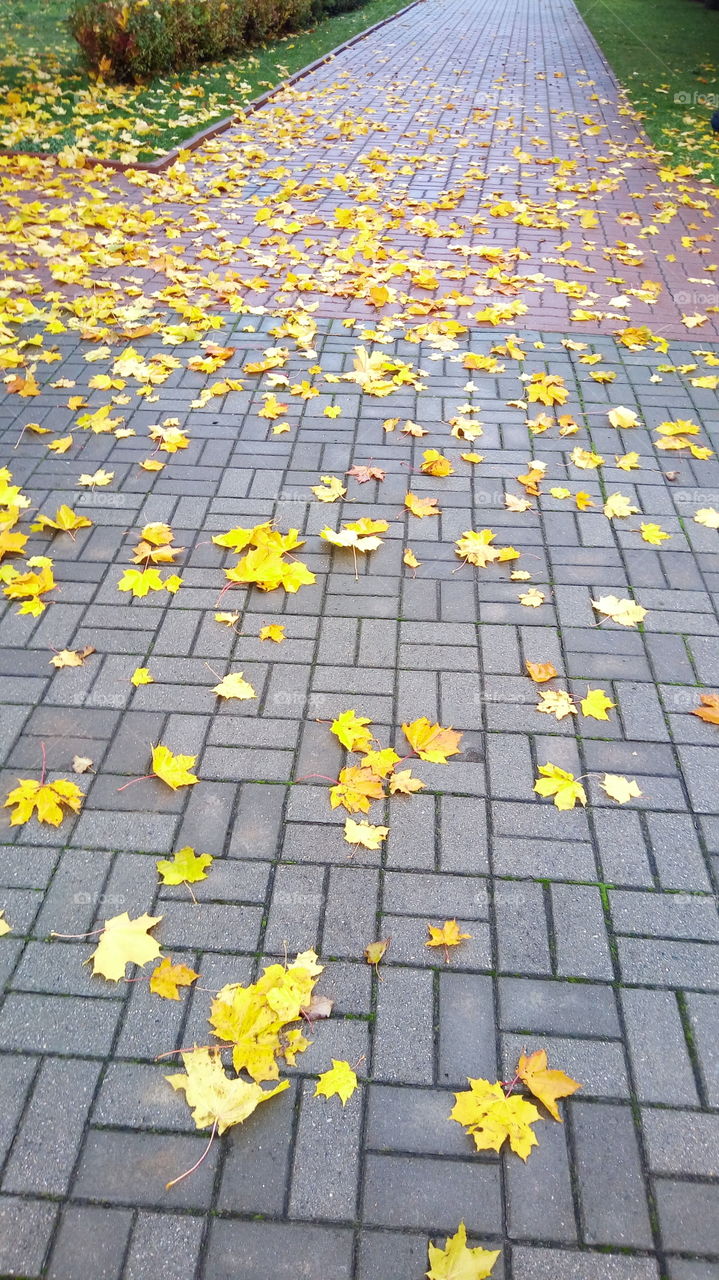 осень.листопад.желтые.