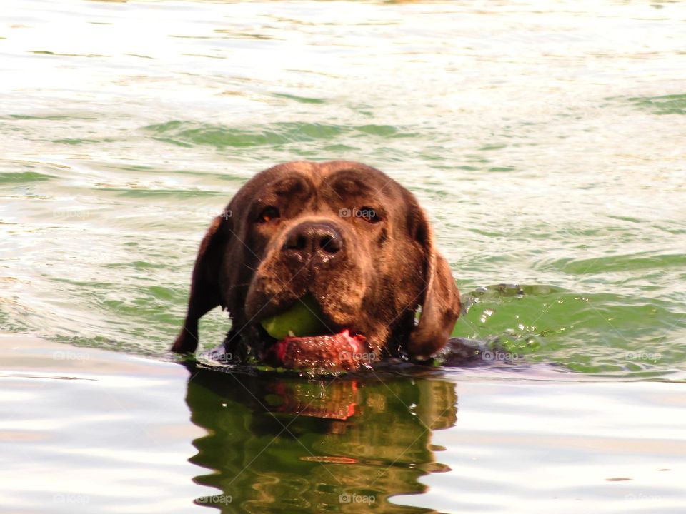 Carrying ball in mouth while swimming