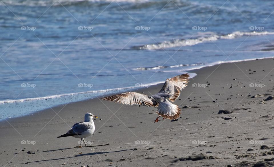 playful seagulls