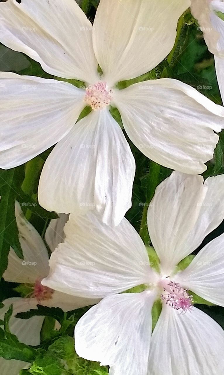 White flower!