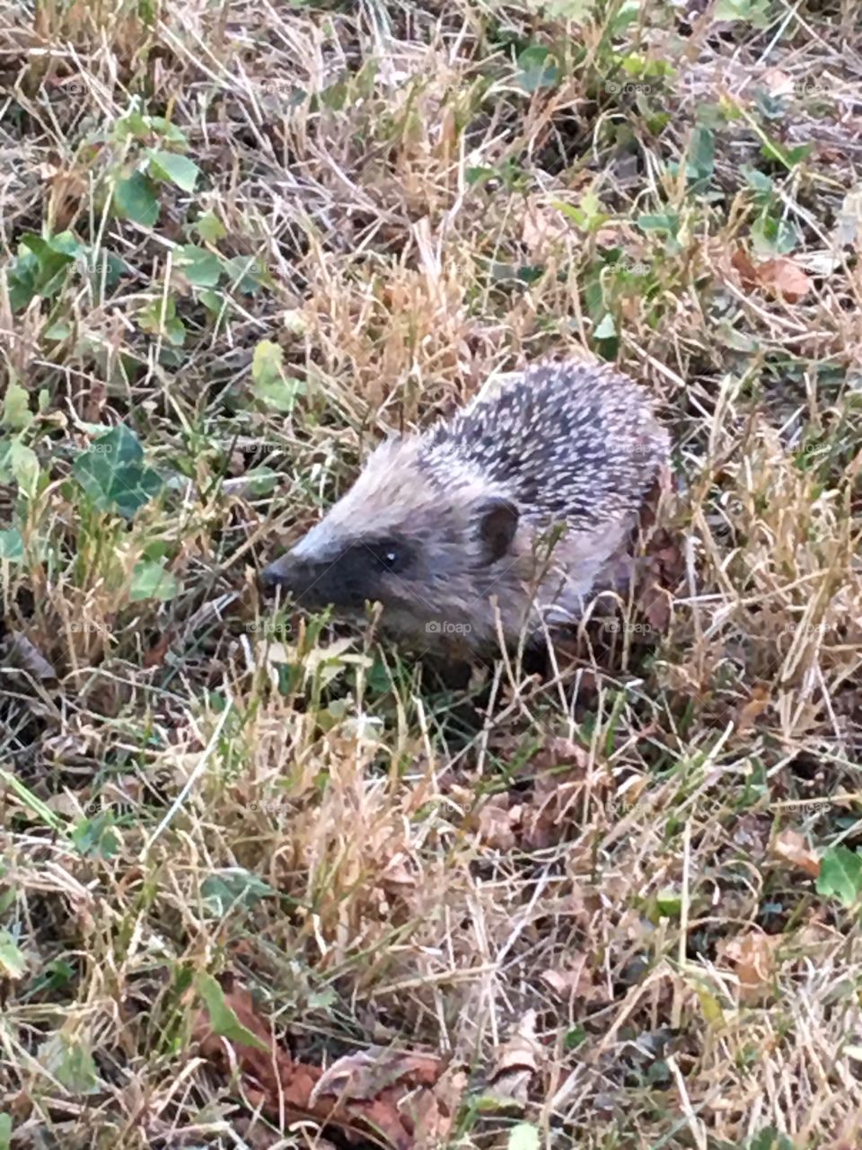 Coming back of my little hedgehog 