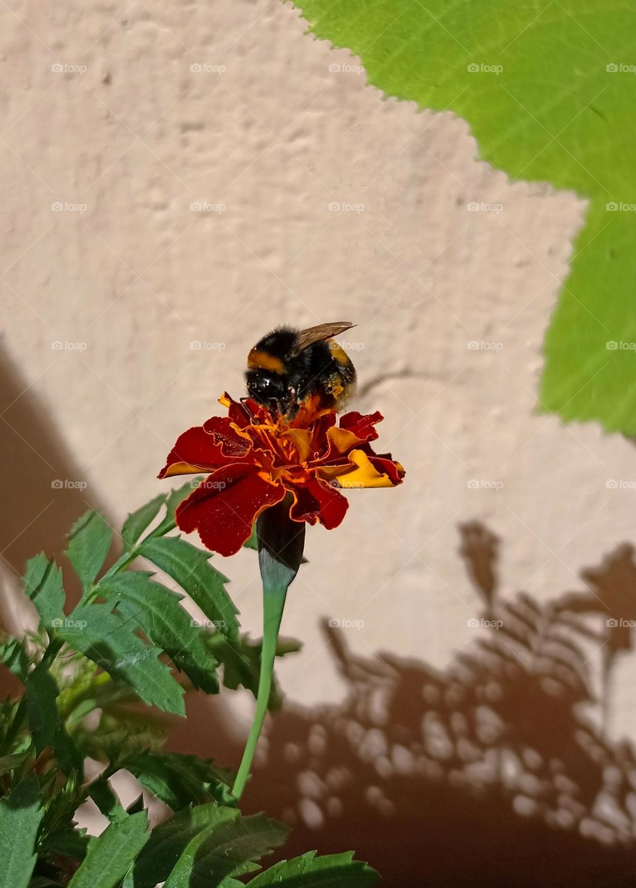 bumblebee on a flowers close up summer time beautiful nature