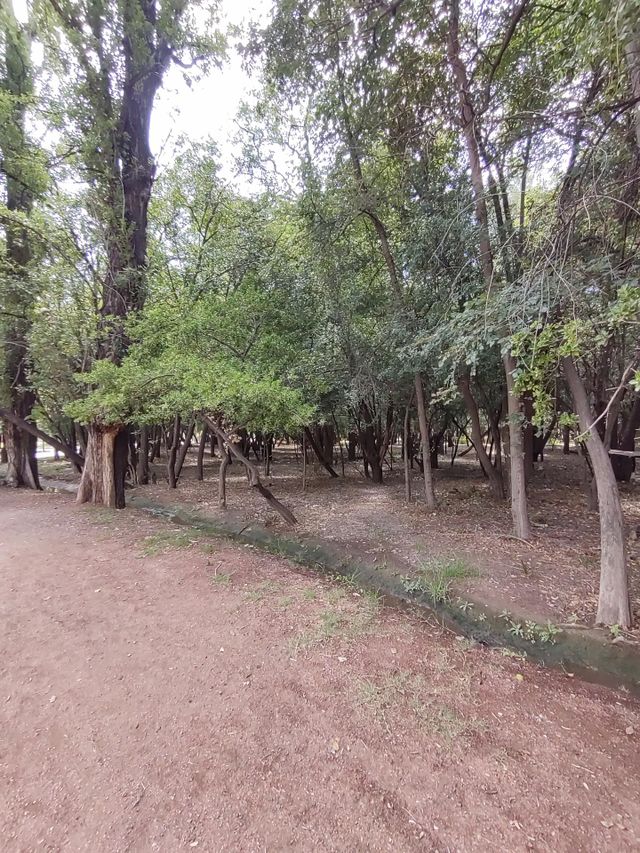 naturaleza # nature trees
