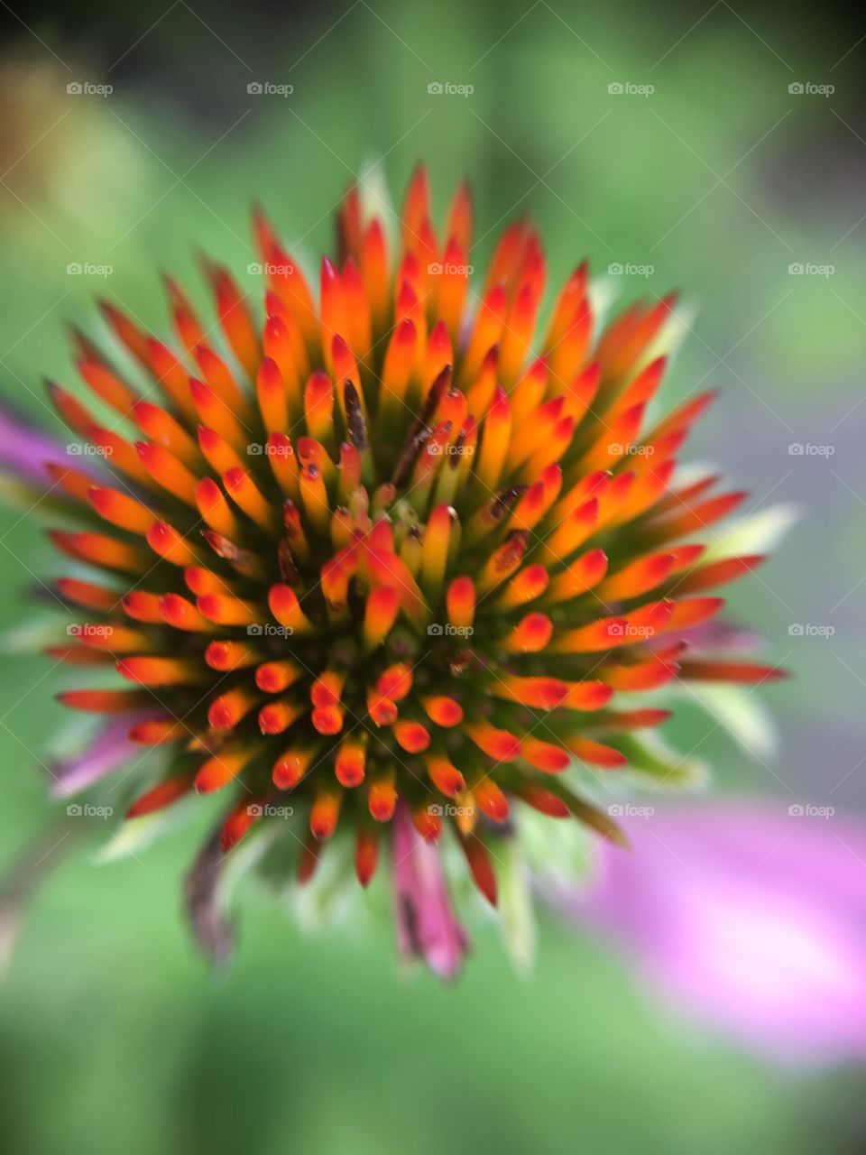 Orange coneflower 