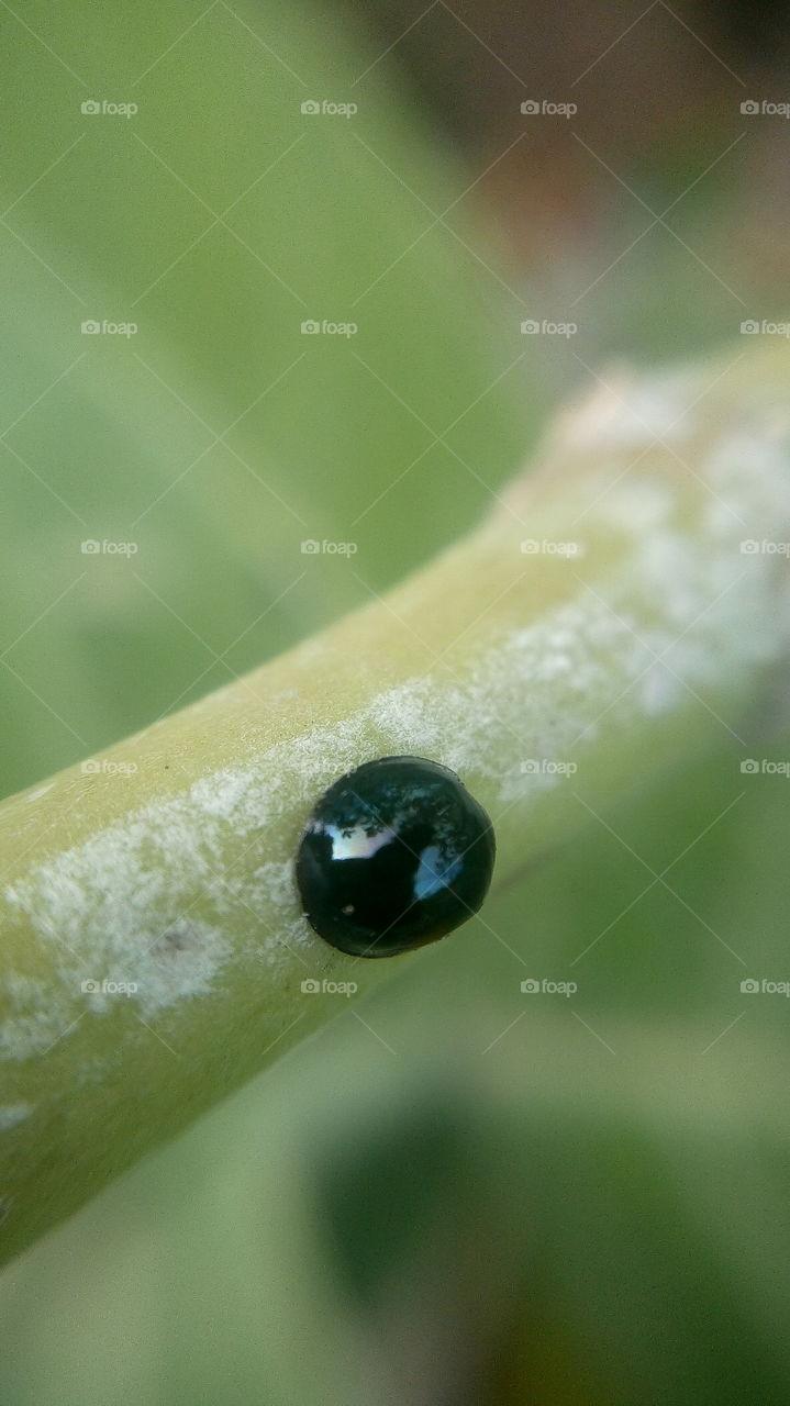 the most beautiful shinny bug on grass