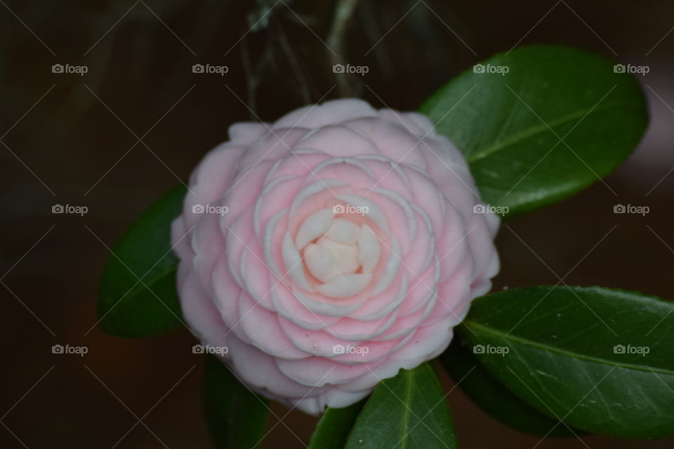 Delicate and Delightful 