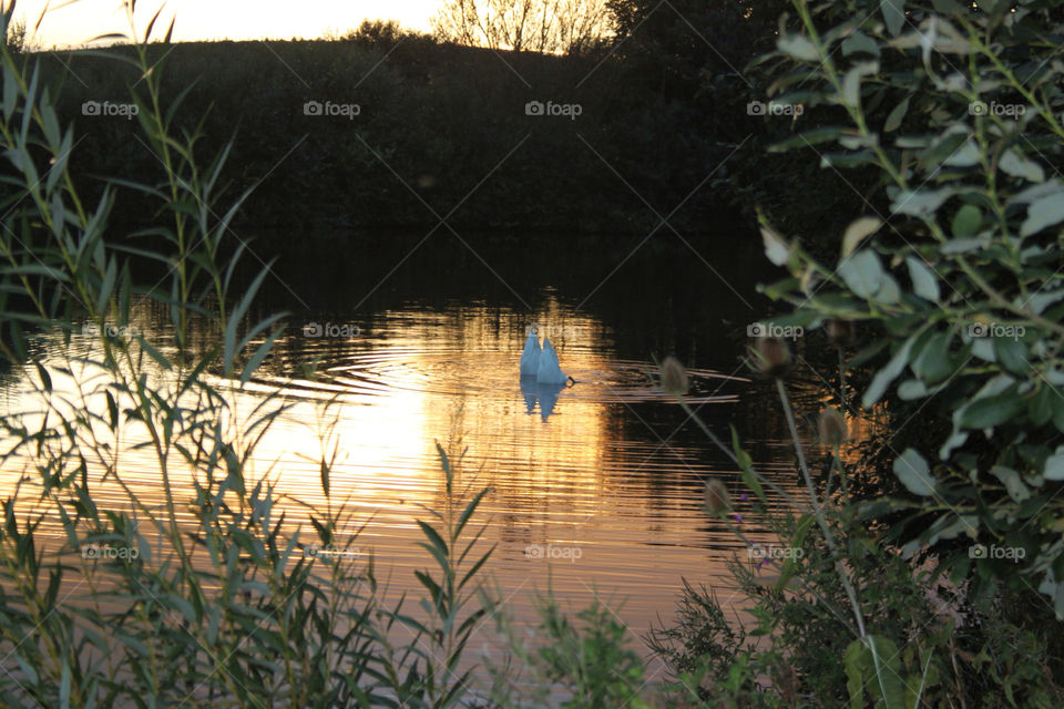 sunset lake reflection animals by sicksaint77