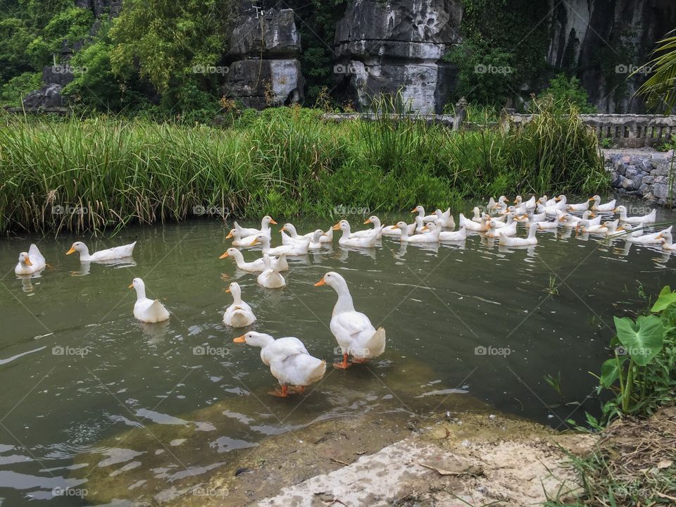 Ducks in the river. Ninh binh 