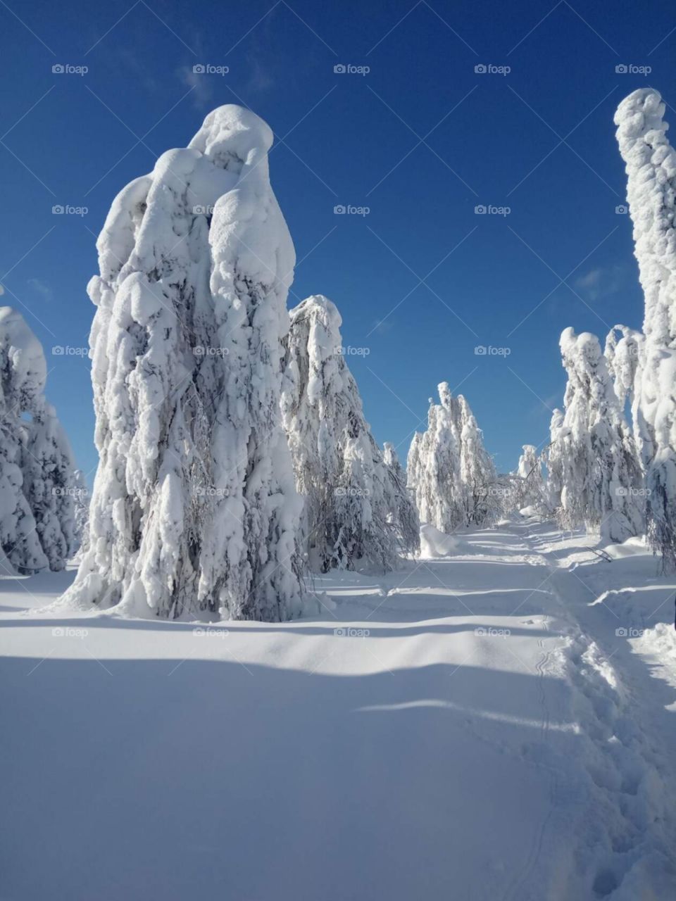 Winter ❄️❄️❄️