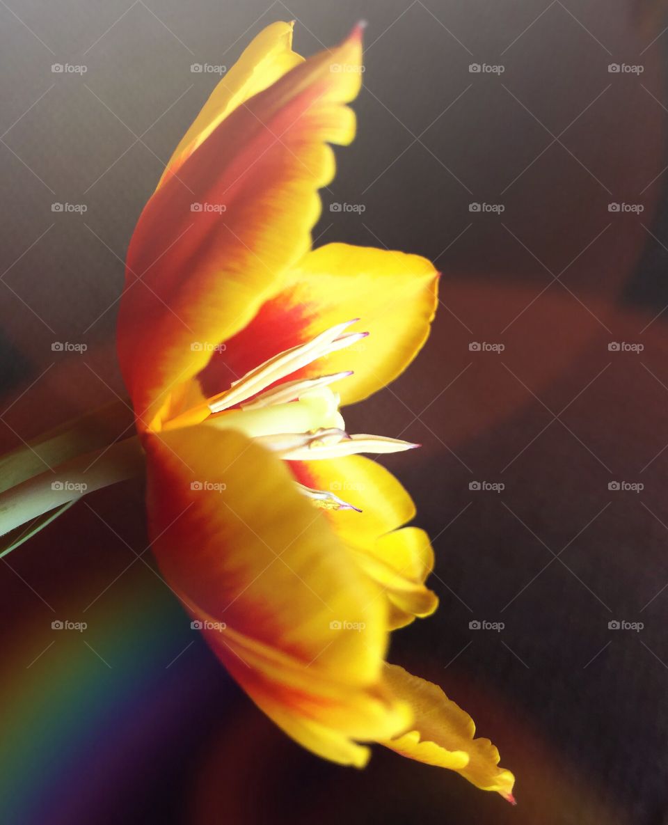Flower Tulip. Tulip