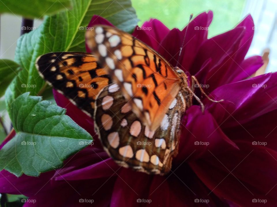 Butterfly on a Dahlia
