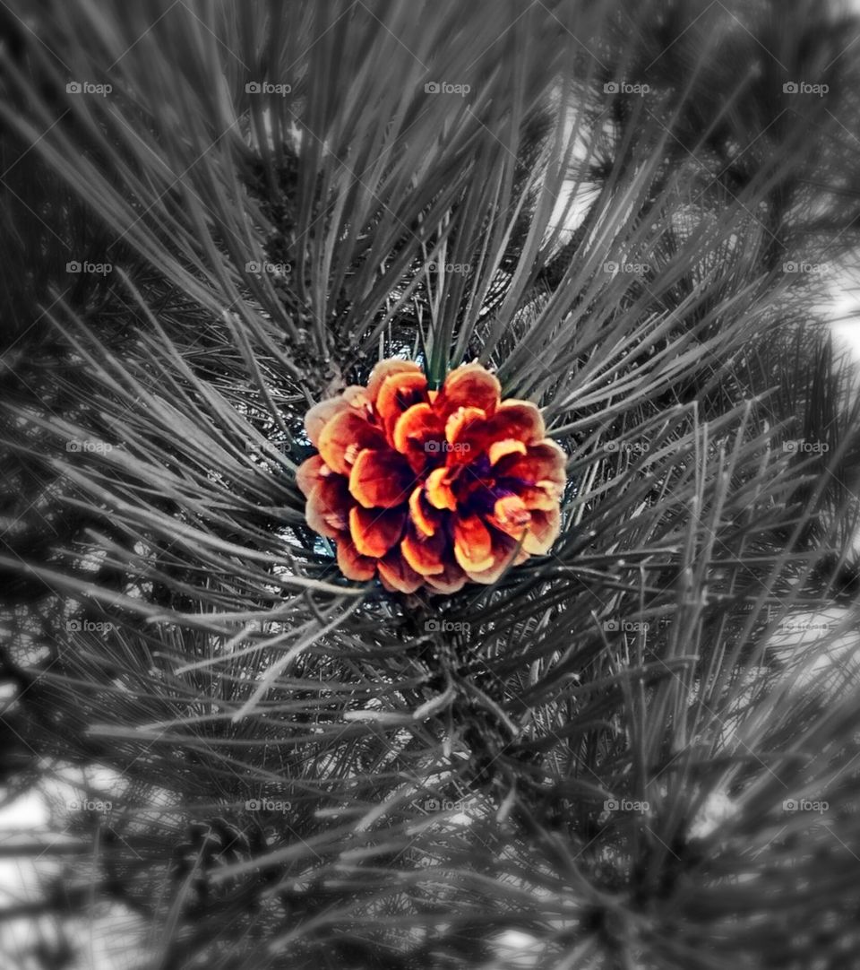Lonely Pine Cone 