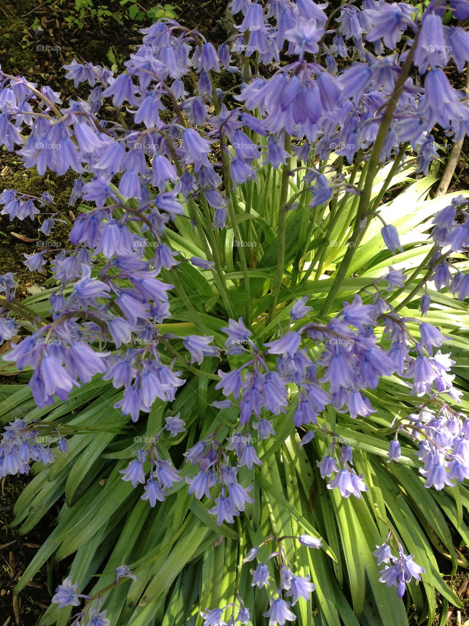 BLUEBELLS