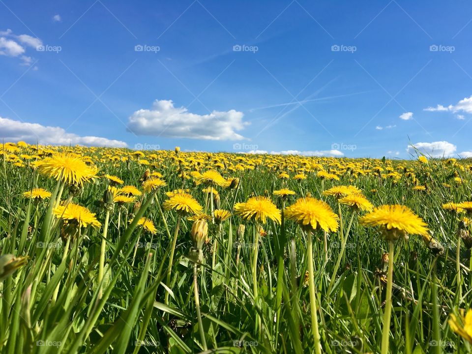 Yellow Dandelions Field 