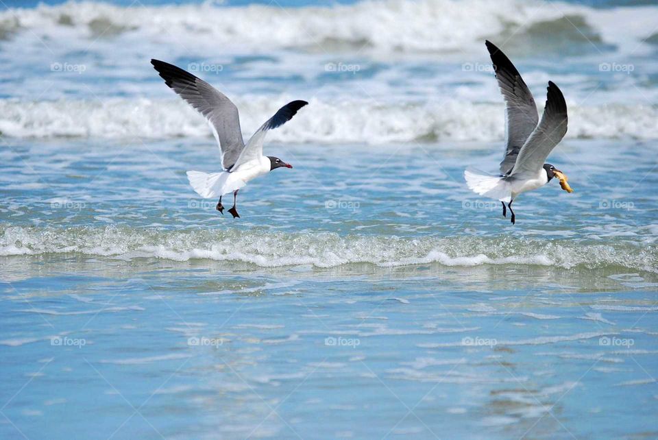 birds on beach flying