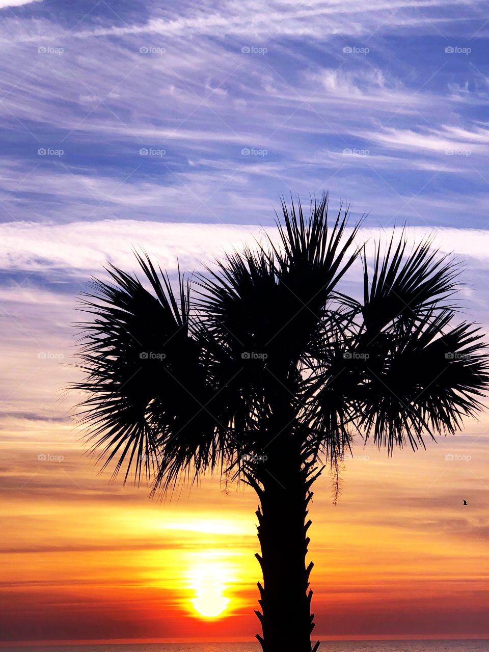 A Palmetto tree is silhouetted against beautiful Low-Country Sunrise. 