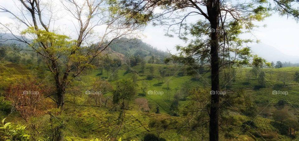 trees among tea gardens