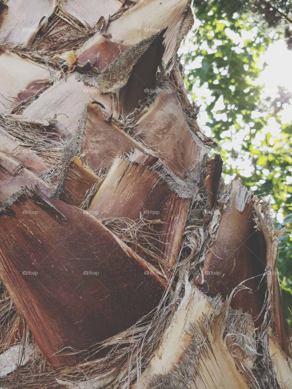 Tree, No Person, Art, Wood, Nature