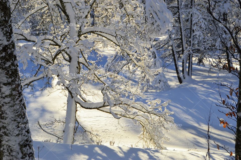 Snow, Winter, Cold, Tree, Wood