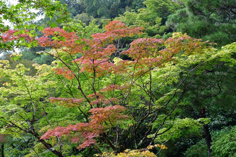 Japanese garden in the fall