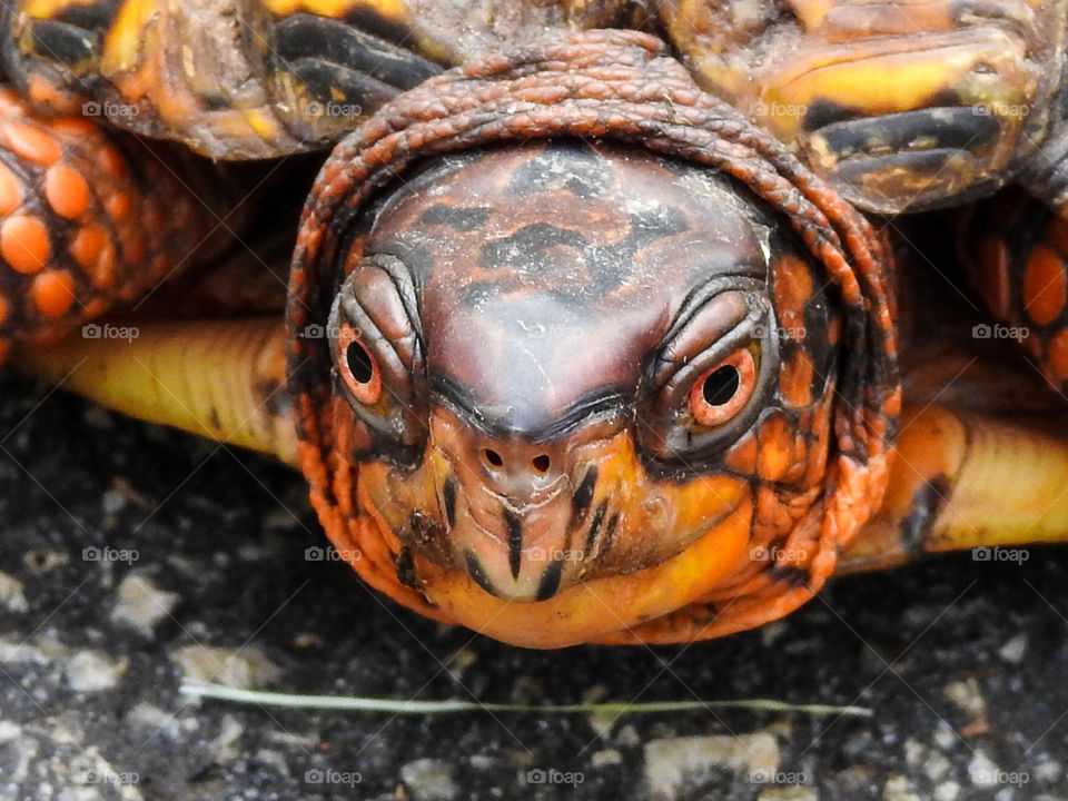 Eastern Box Turtle Closeup