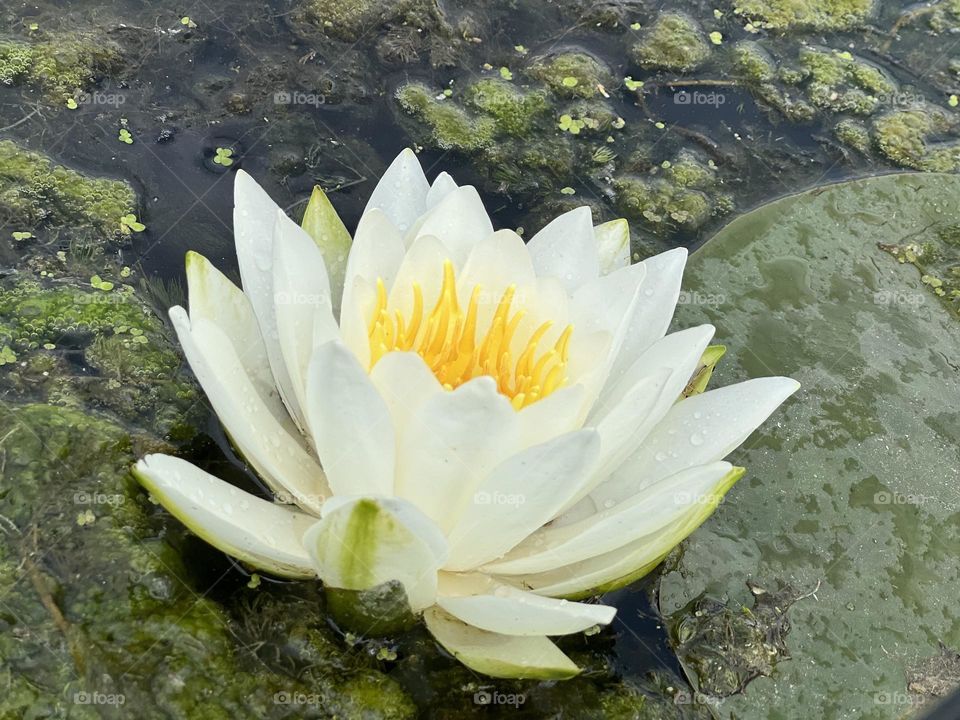 Water lilies 