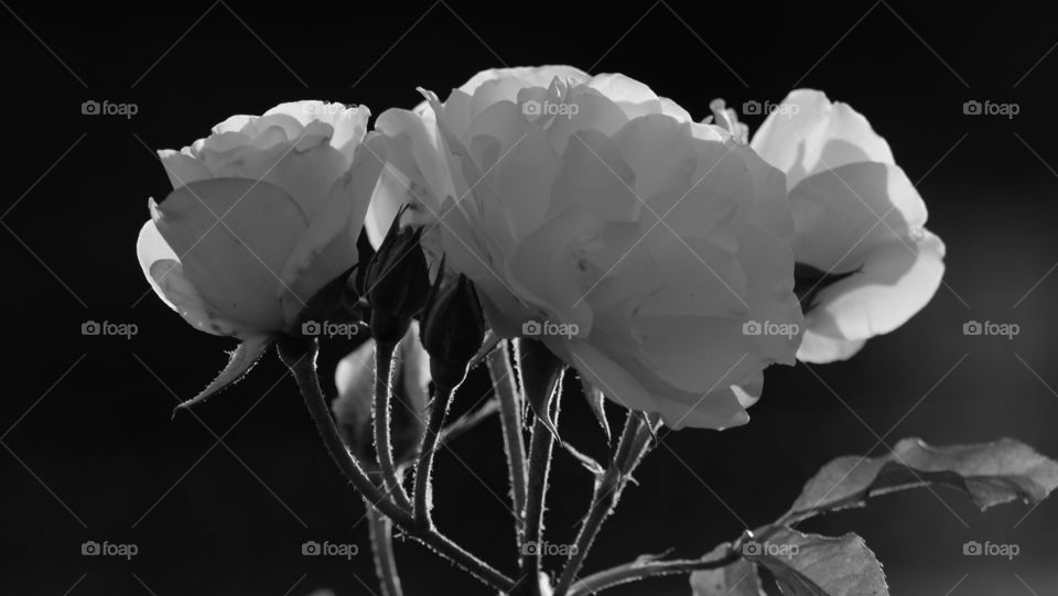 Delicate roses in a garden catching evening light.