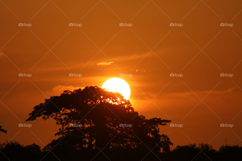 sunset behind tree