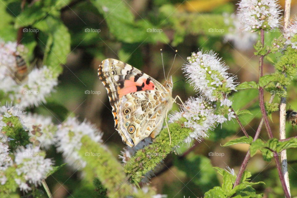 Brush footed butterfly