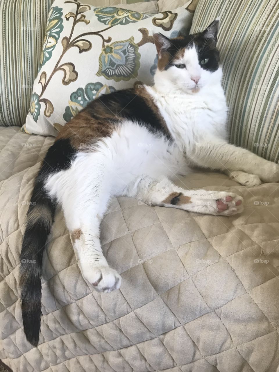 Calico at rest