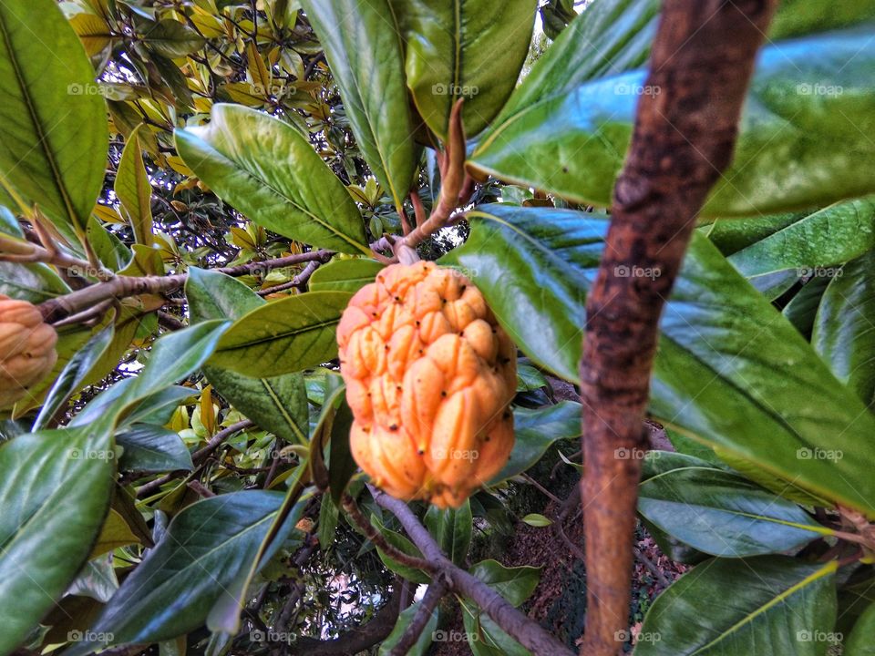 fruit
