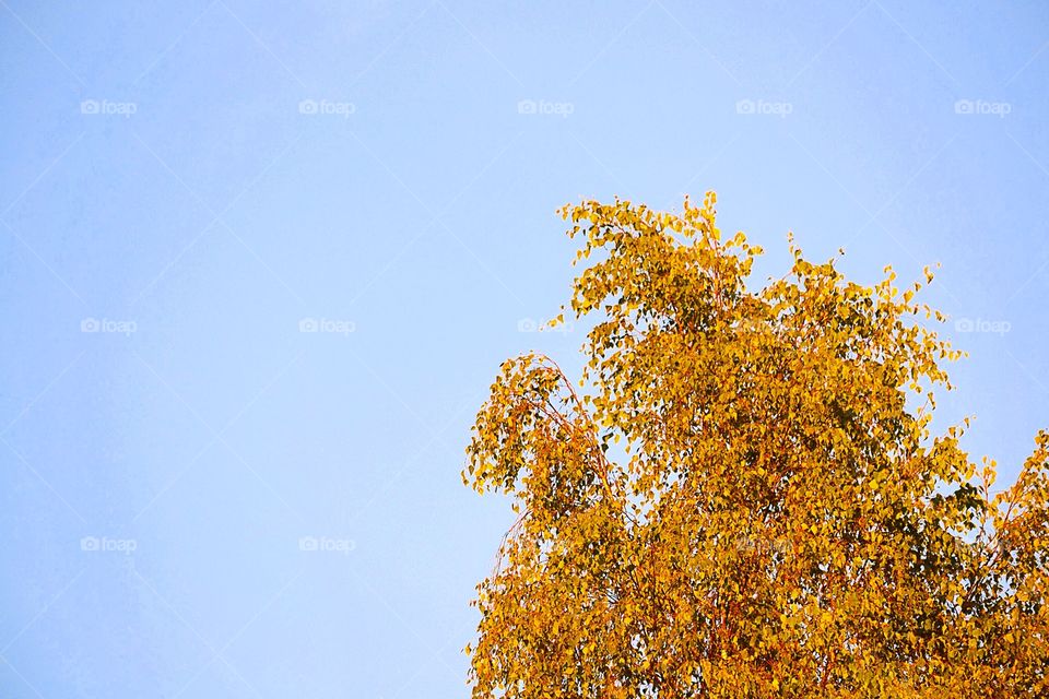 Autumn tree 