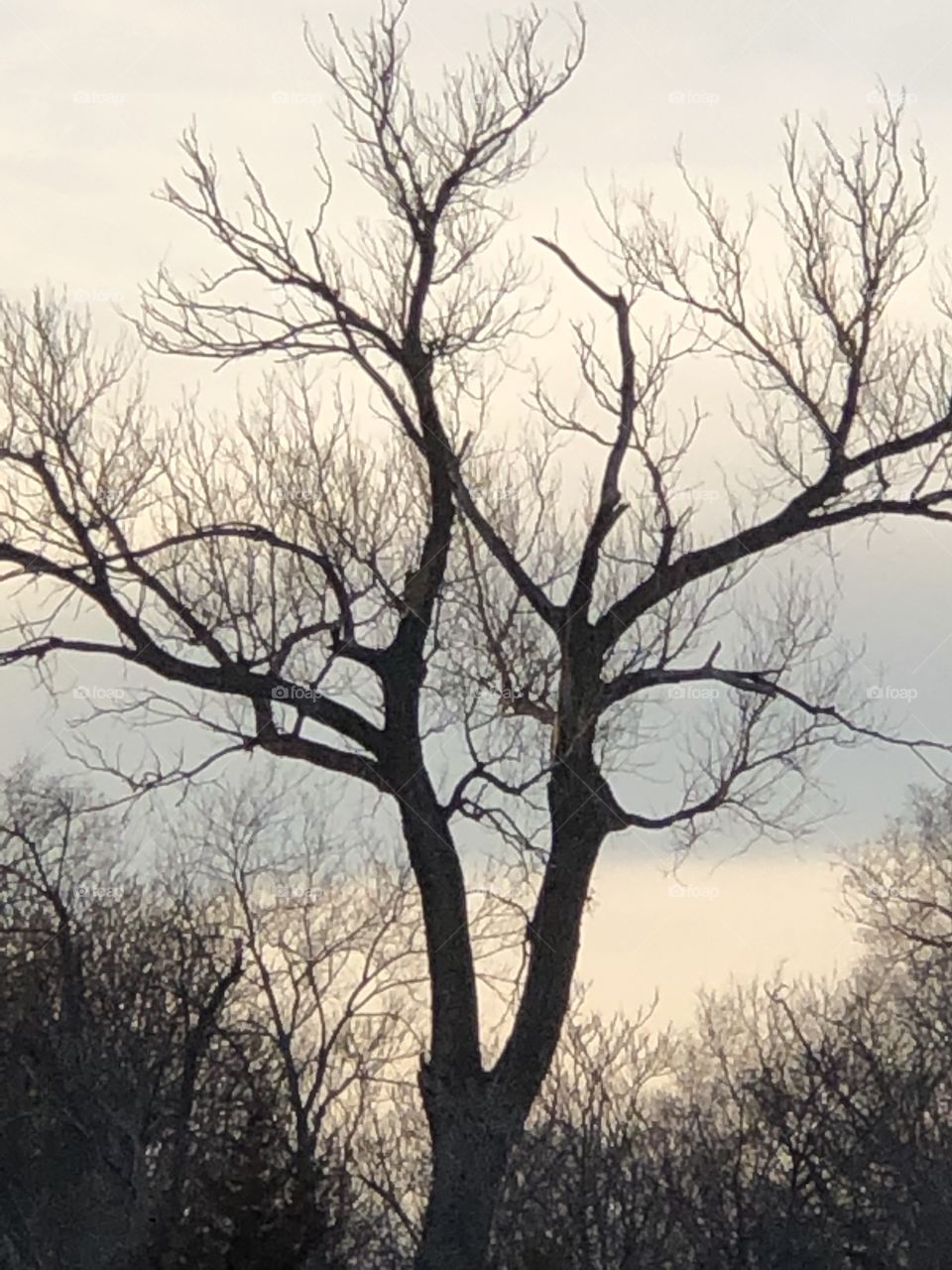 Lovely tree and blue ribbon look sky