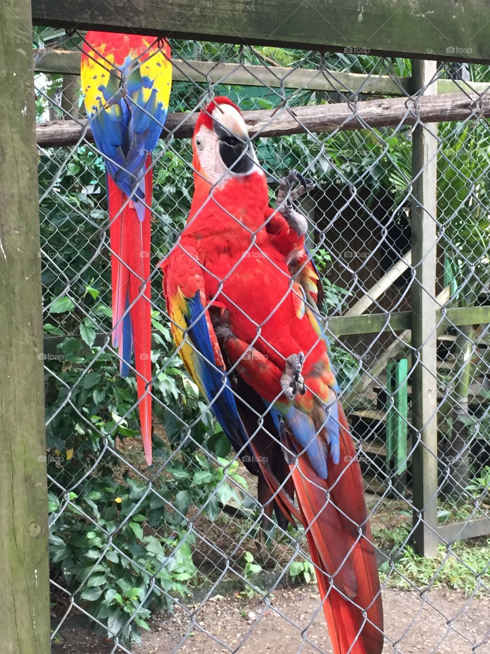 Visiting the zoo, this guy kept following us along the fence. 