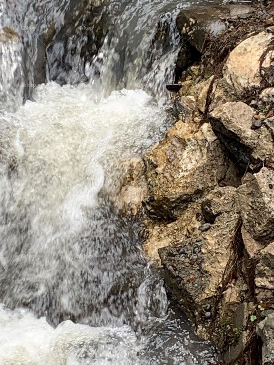 Forest park nw Portland 