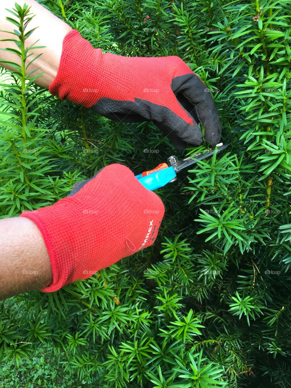 Mom tuning up the bushes in her garden. 