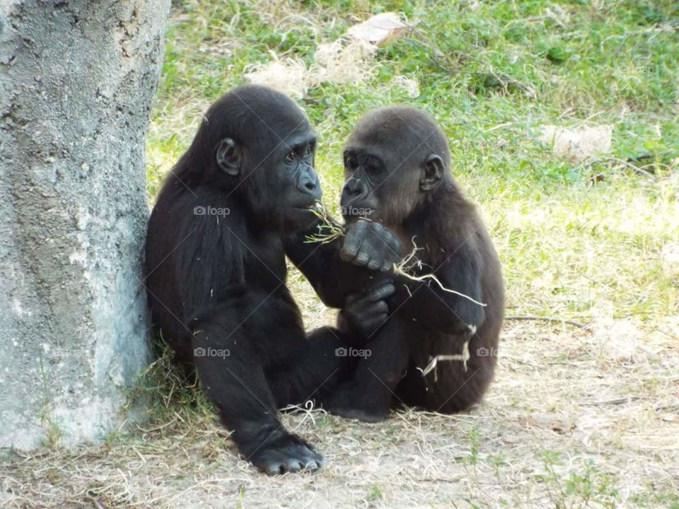 Baby Gorillas at the Jacksonville Zoo. Jacksonville, FL