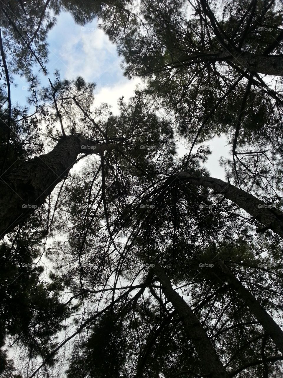 Tree sky