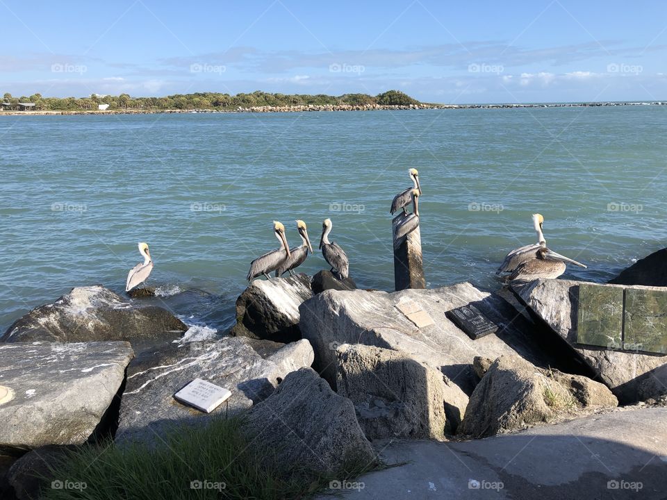 Pelicans Perch